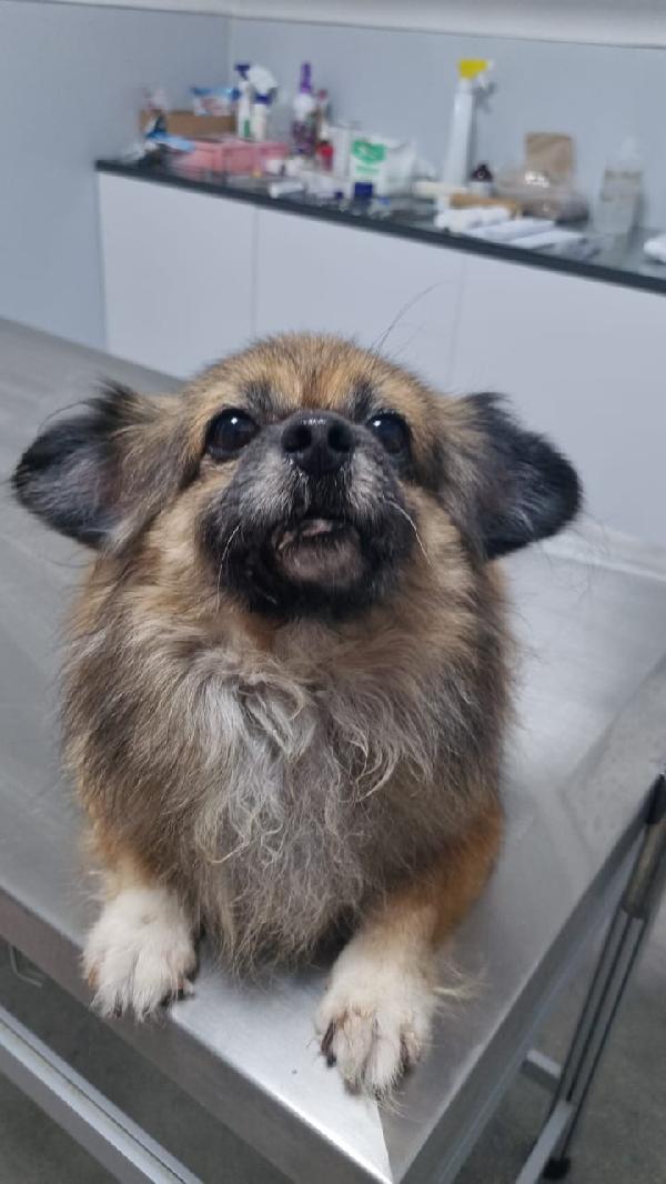 Peggy, un amore di Pechinese Foto 3